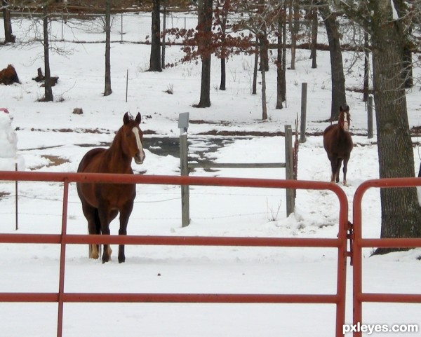 Horses in the snow.